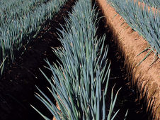 11-その他-自由23_葱畑　星野   　甫.JPG