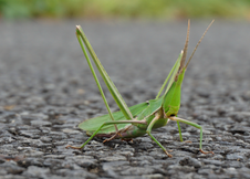 道端に　矢野　宏一