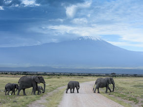 The Blind and the Elephant
