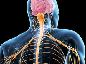 Seu sistema nervoso está operando em modo de sobrevivência 