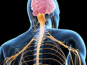 Seu sistema nervoso está operando em modo de sobrevivência