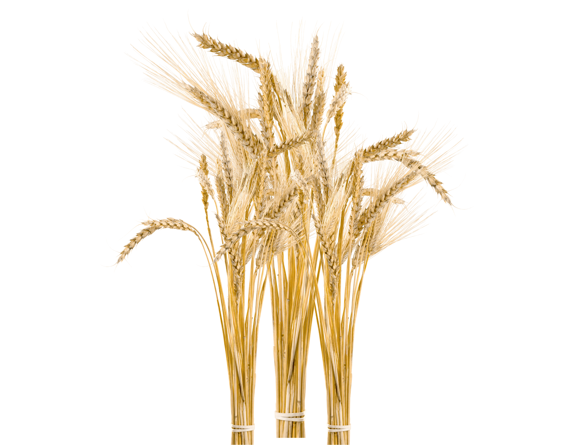 Wheat.png
