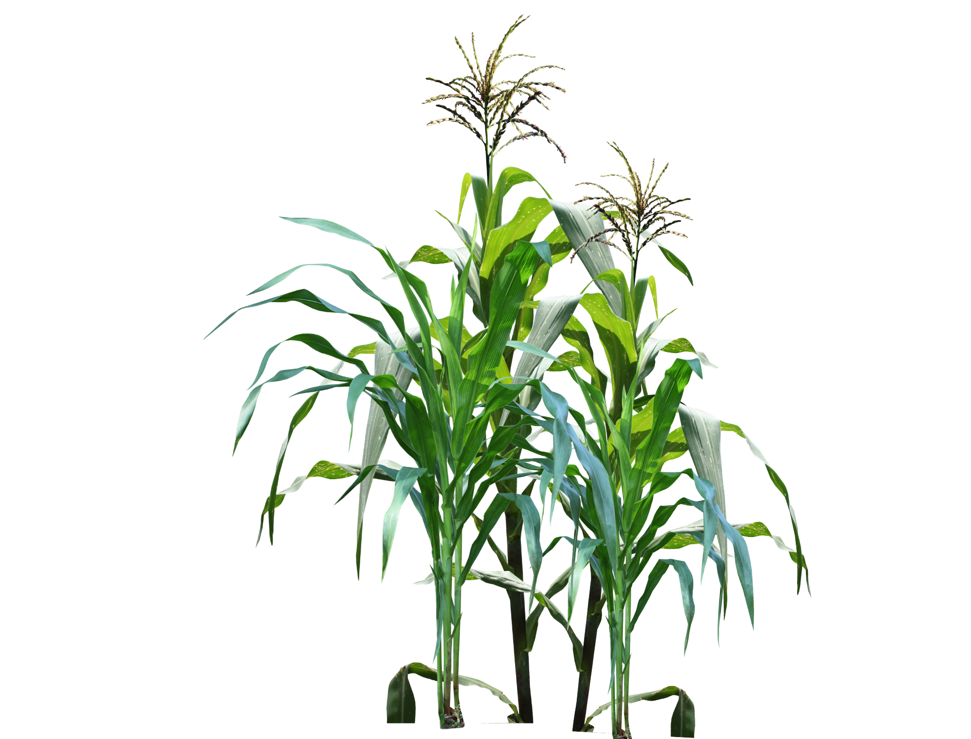 Corn.png