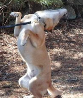 Pan.headtoss.jpg