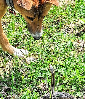 lily-snake.jpg