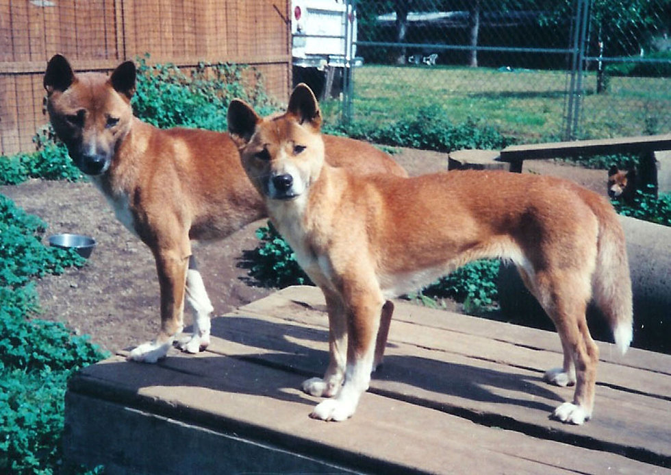 NGSD adult pair (002).jpeg