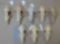 NGSD.skulls.jpg