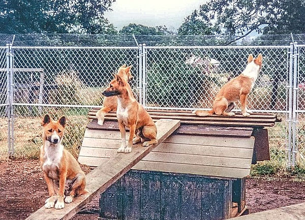 singers-fenced.jpg