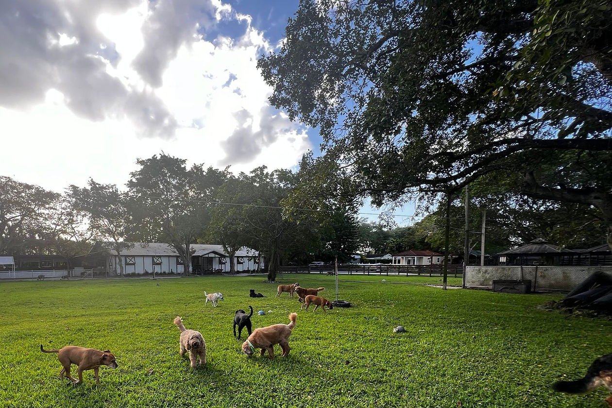 Dog Dude Ranch Large Play Yards_edited_edited.jpg
