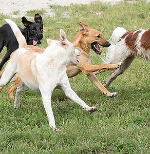 Dog boarding and playing_edited.jpg
