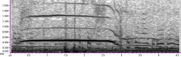 sonogram.wolf.jpeg