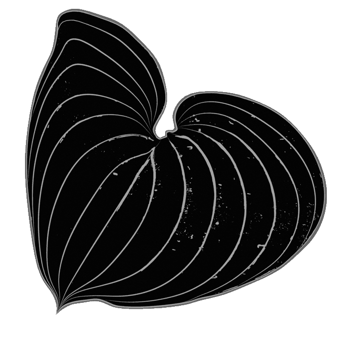 leaf-white-07 transparent.gif
