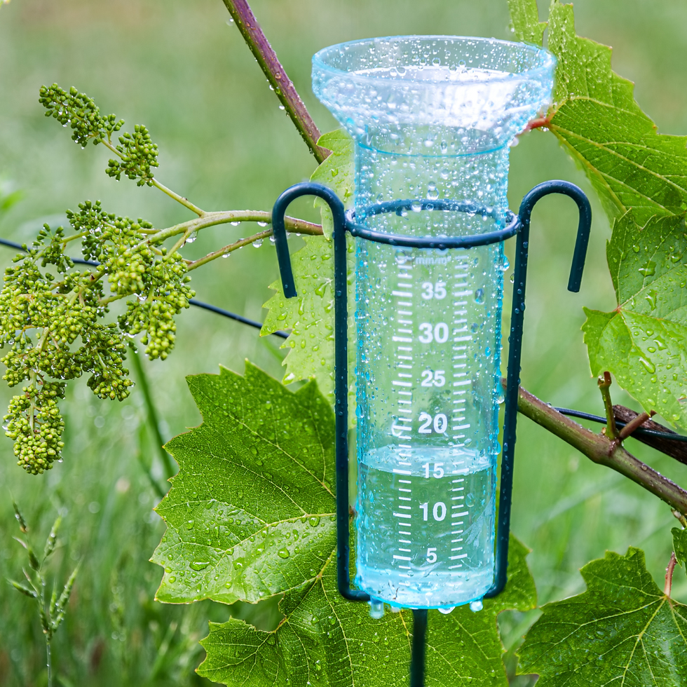 green infrastructure 