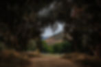 clovar creative Mudgee country road