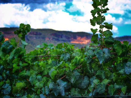 Have you visited this secret Blue Mountains winery?