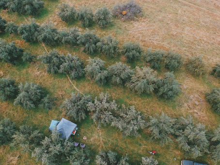 camping at Kirwin Farmstay- Mudgee