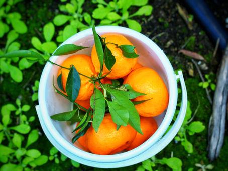 Pick your own mandarins- Watkins Family Farm