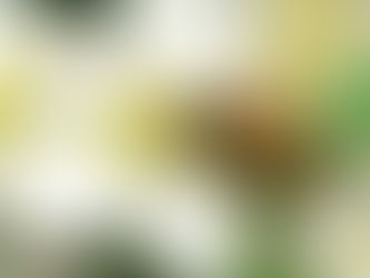 EARTHCHAT: Environmental Sustainability Rotary Action Group