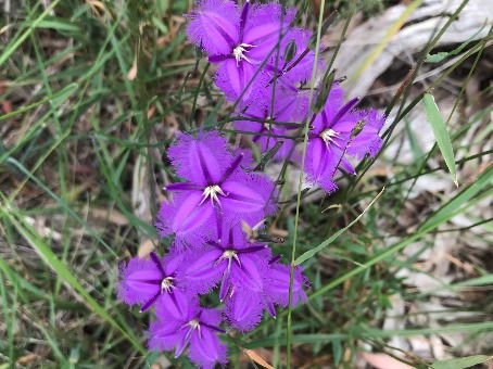 EARTHCHAT: Landcare local contributions & dung beetles!
