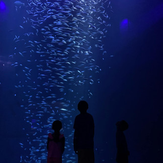 Wonders of Wildlife Aquarium