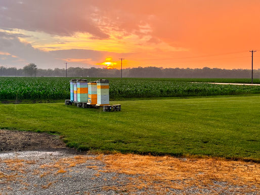 Westerfeld Bee Farm