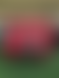 Power league festival