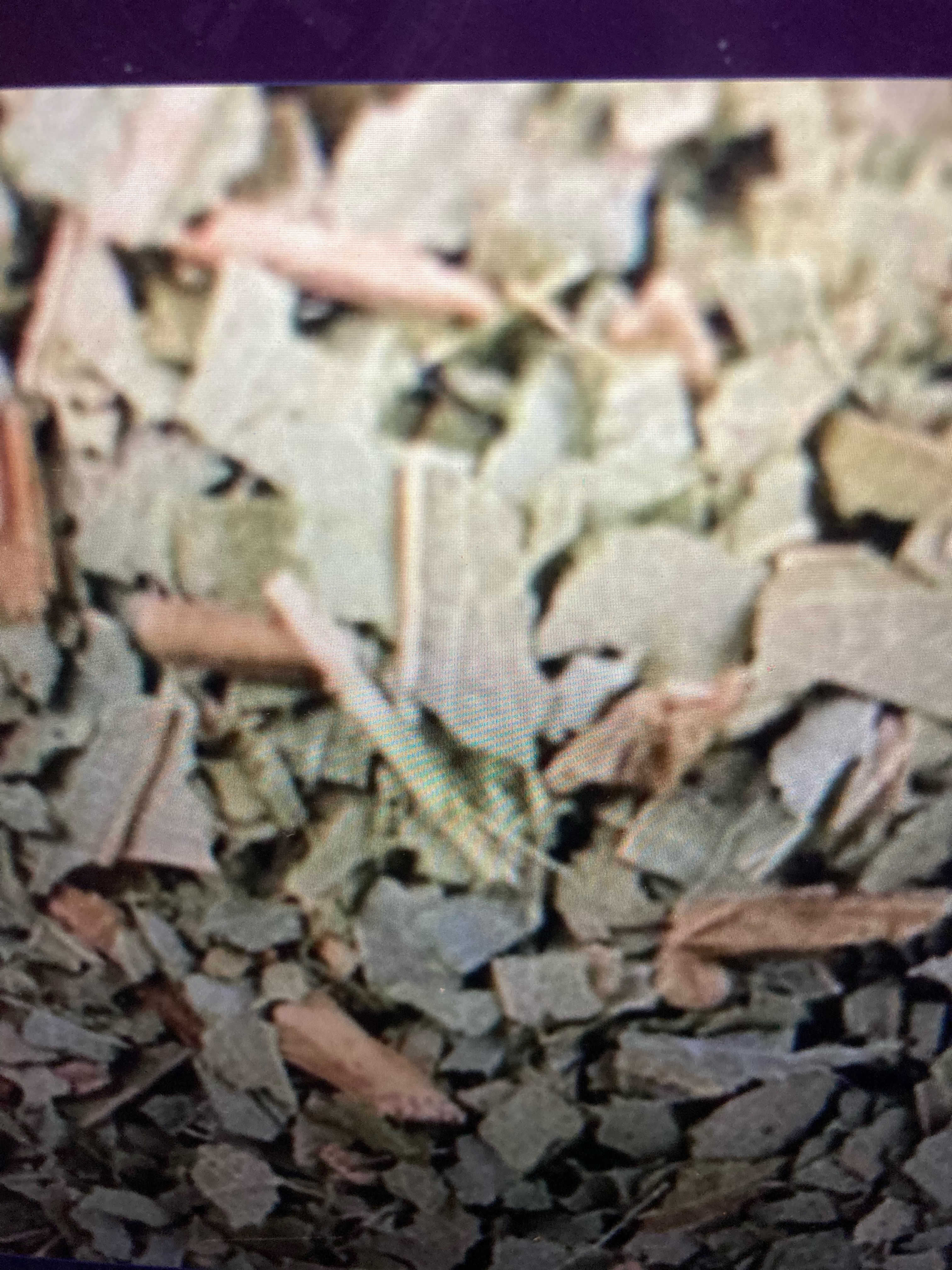 Organic Eucalyptus Leaf