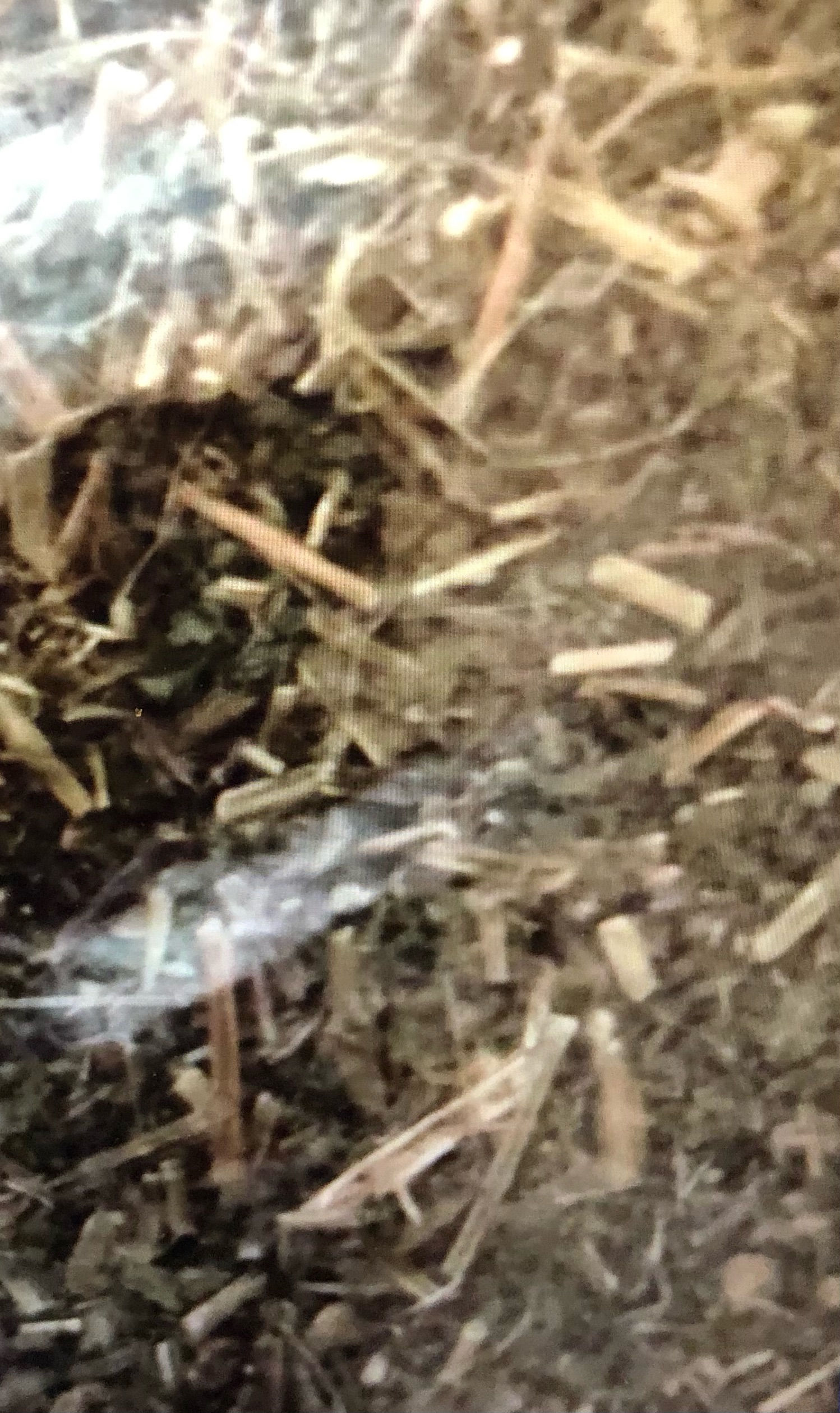 Organic Jamaican Guaco Bush