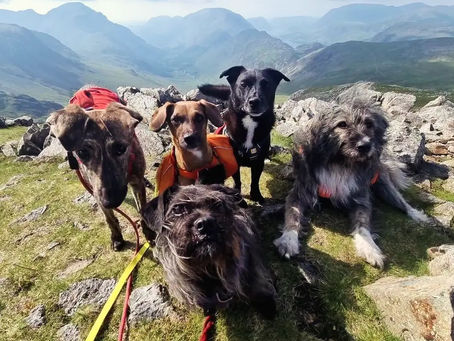 NE Terriers camping trip
