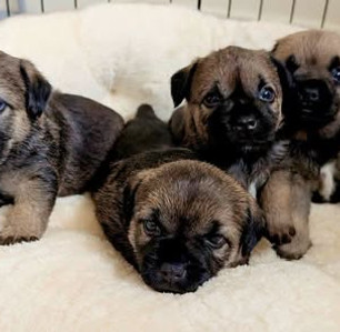 PUPPY.jpg