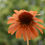 Thumbnail: The Secret Garden Echinacea Mix