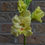 Thumbnail: Evergreen Gladioli Corms Pkg of 10