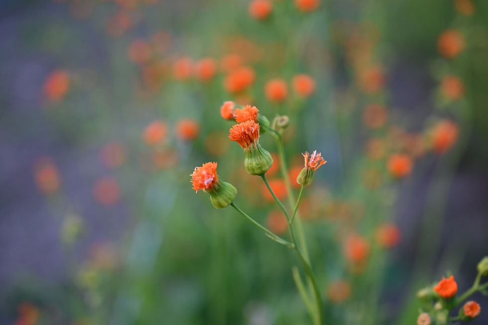 Thumbnail: Orange Tassel Flower