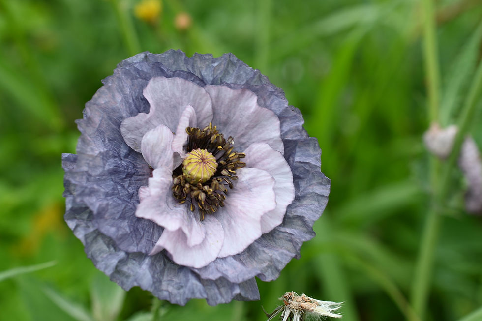 Thumbnail: Painterly Mix Poppy