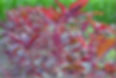 Red Spike amaranth