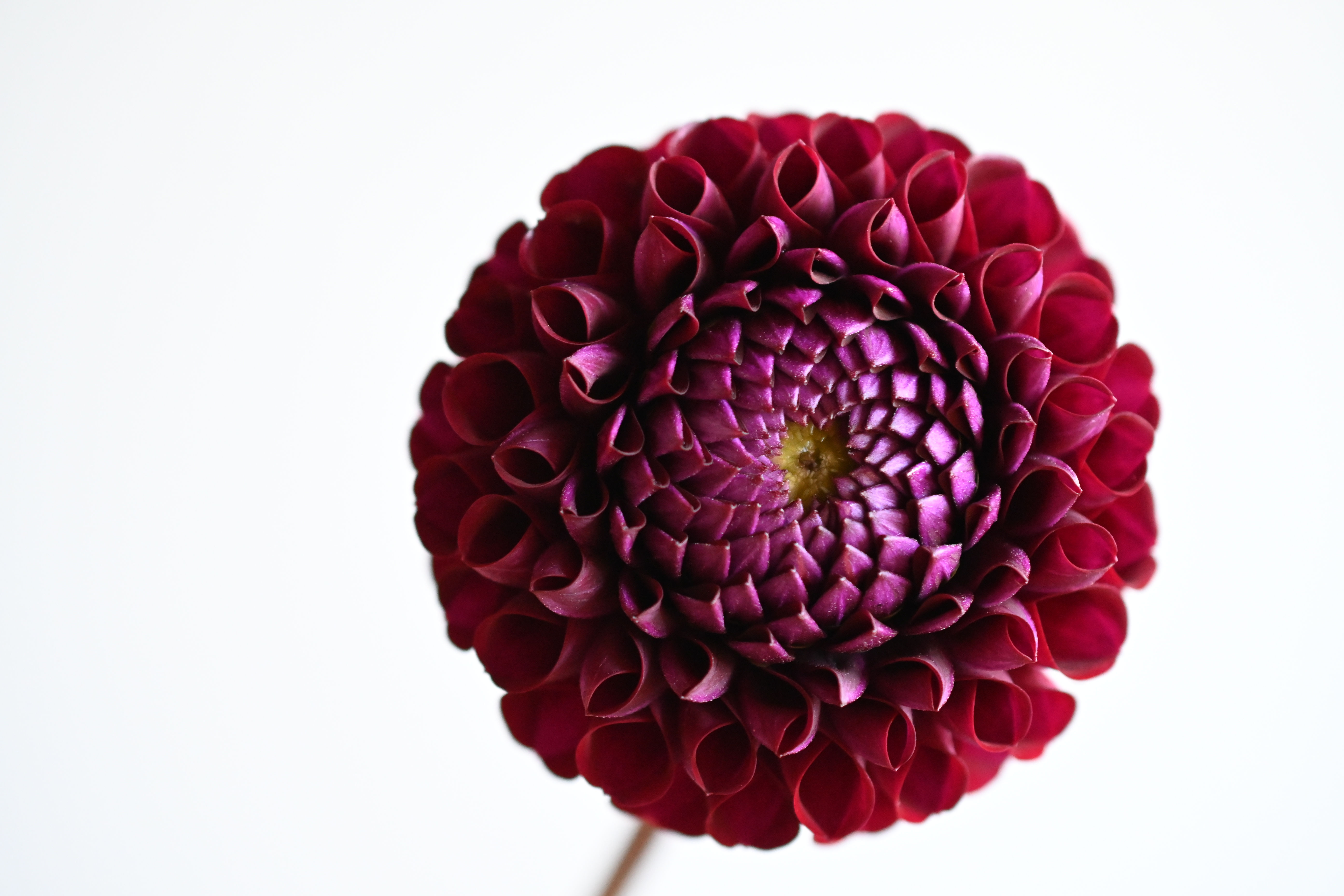 Ivanetti Dahlia Tuber