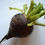 Thumbnail: Nero Tondo black radish