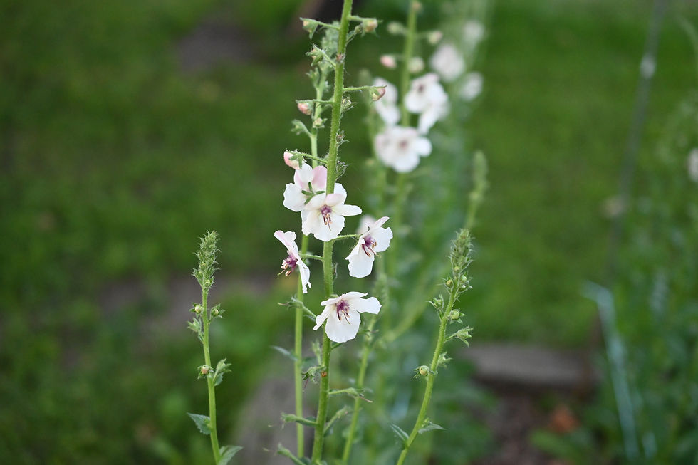 Thumbnail: Flush of White Verbascum