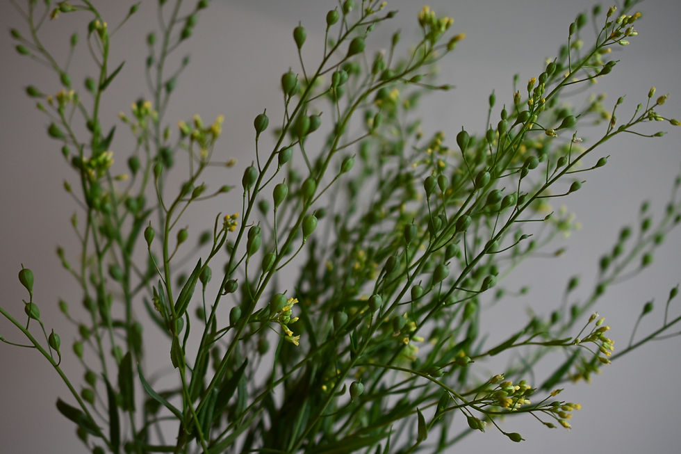 Thumbnail: Camelina