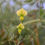 Thumbnail: Chloranthus Sweet Pea