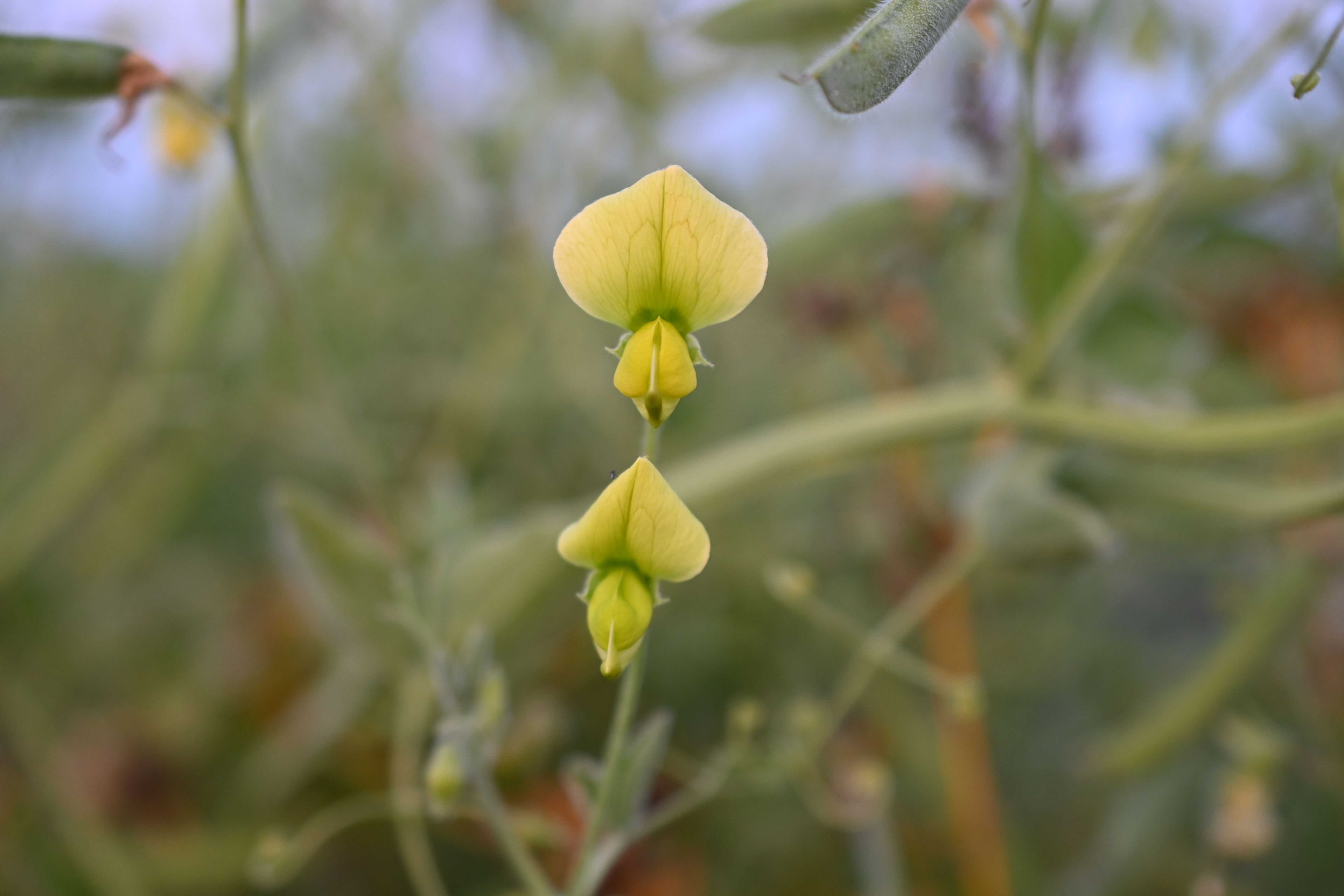 Chloranthus Sweet Pea