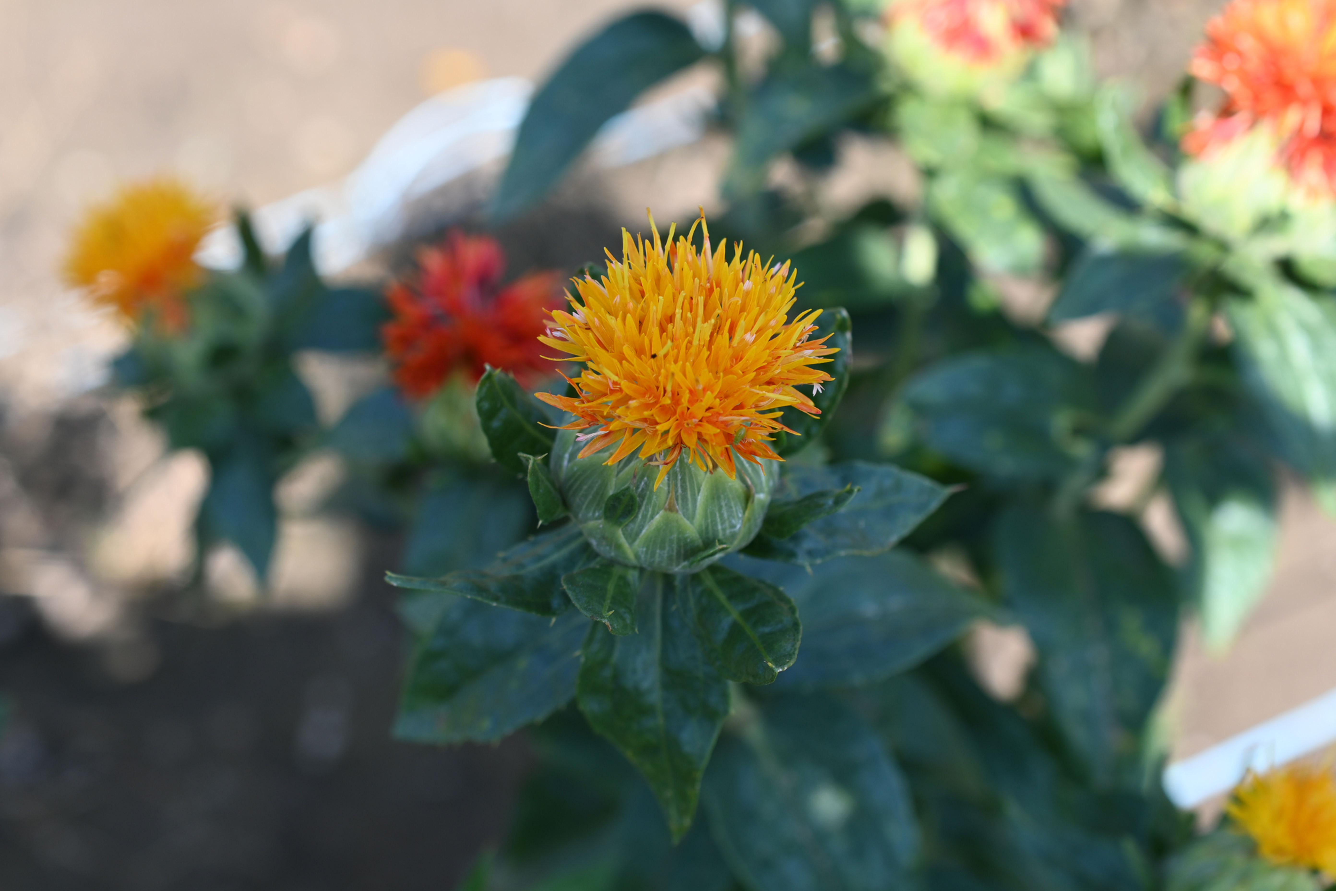 Kinko Safflower