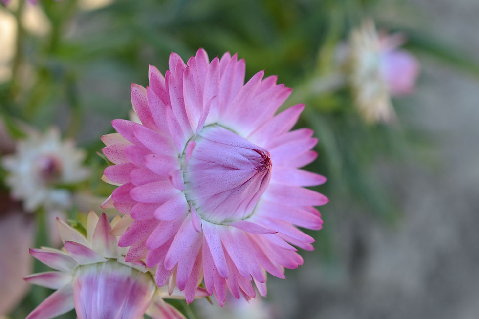 Thumbnail: Silvery Rose Strawflower