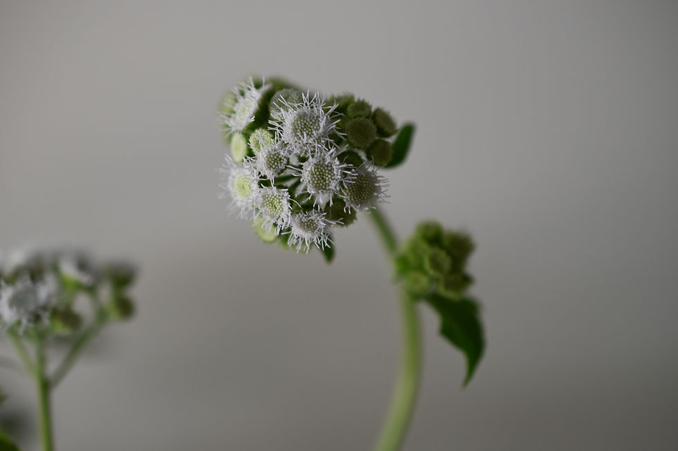 Thumbnail: Dondo White Cutting Ageratum