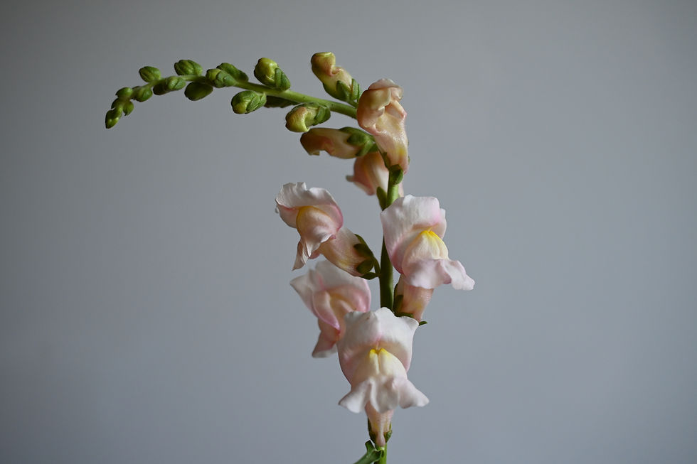 Thumbnail: The Rose Snapdragon