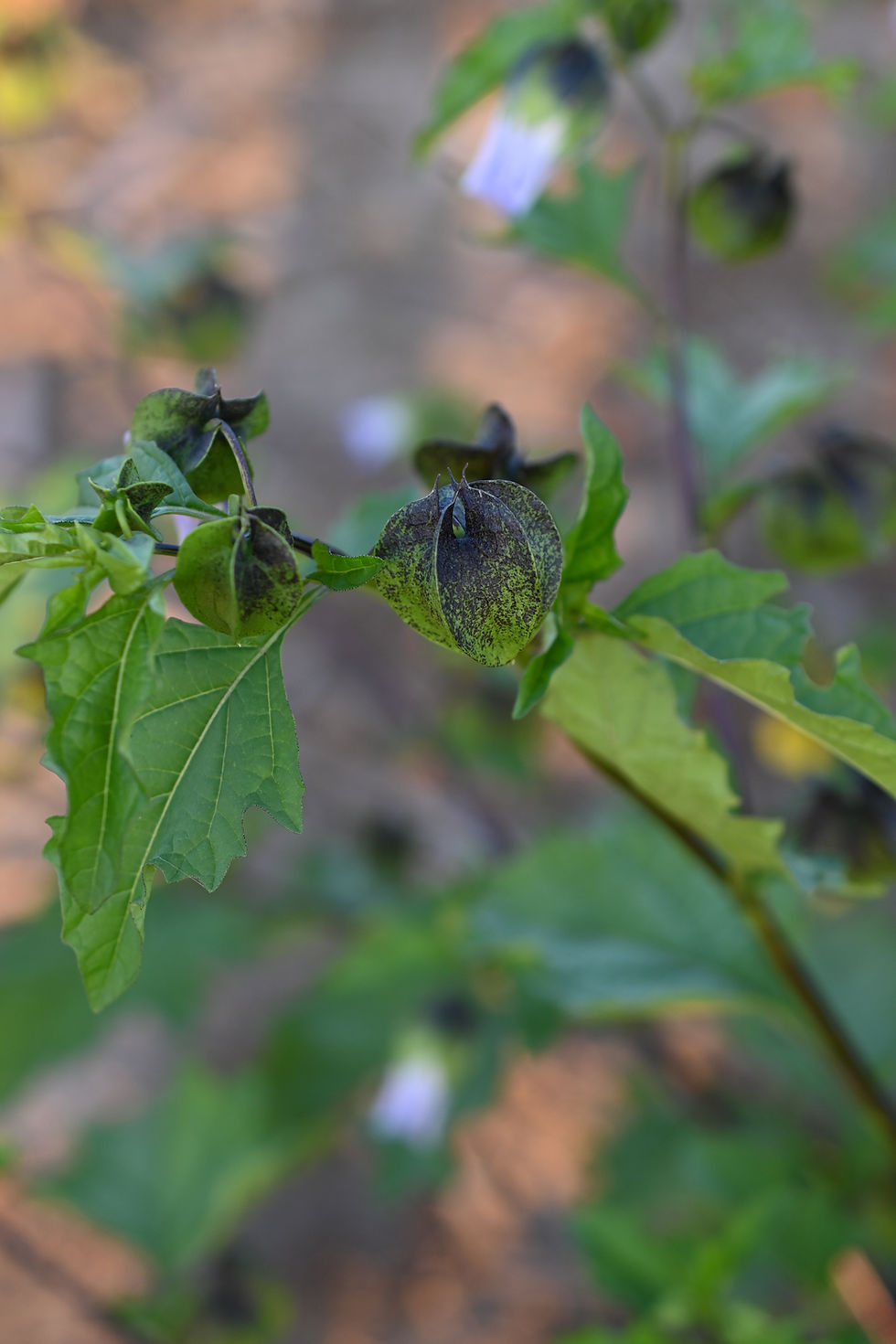 Thumbnail: Apple of Peru Black Pod
