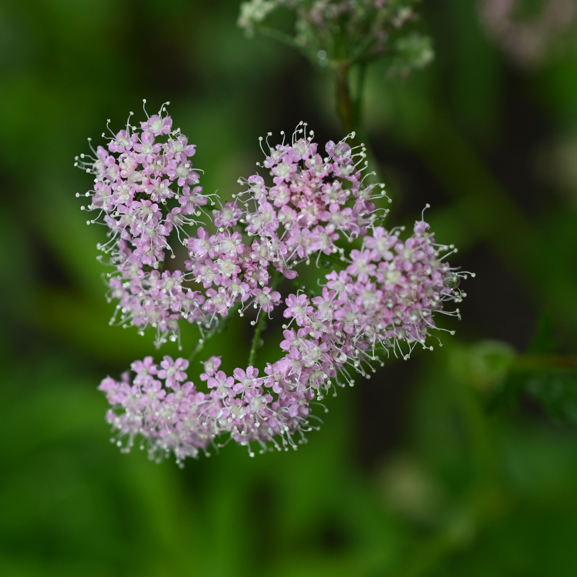 Pimpinella major 'Rosea'