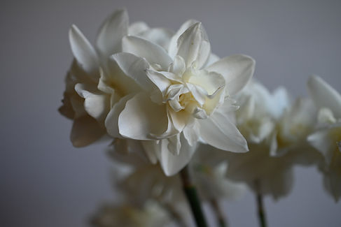 mirror mirror daffodil 6.JPG