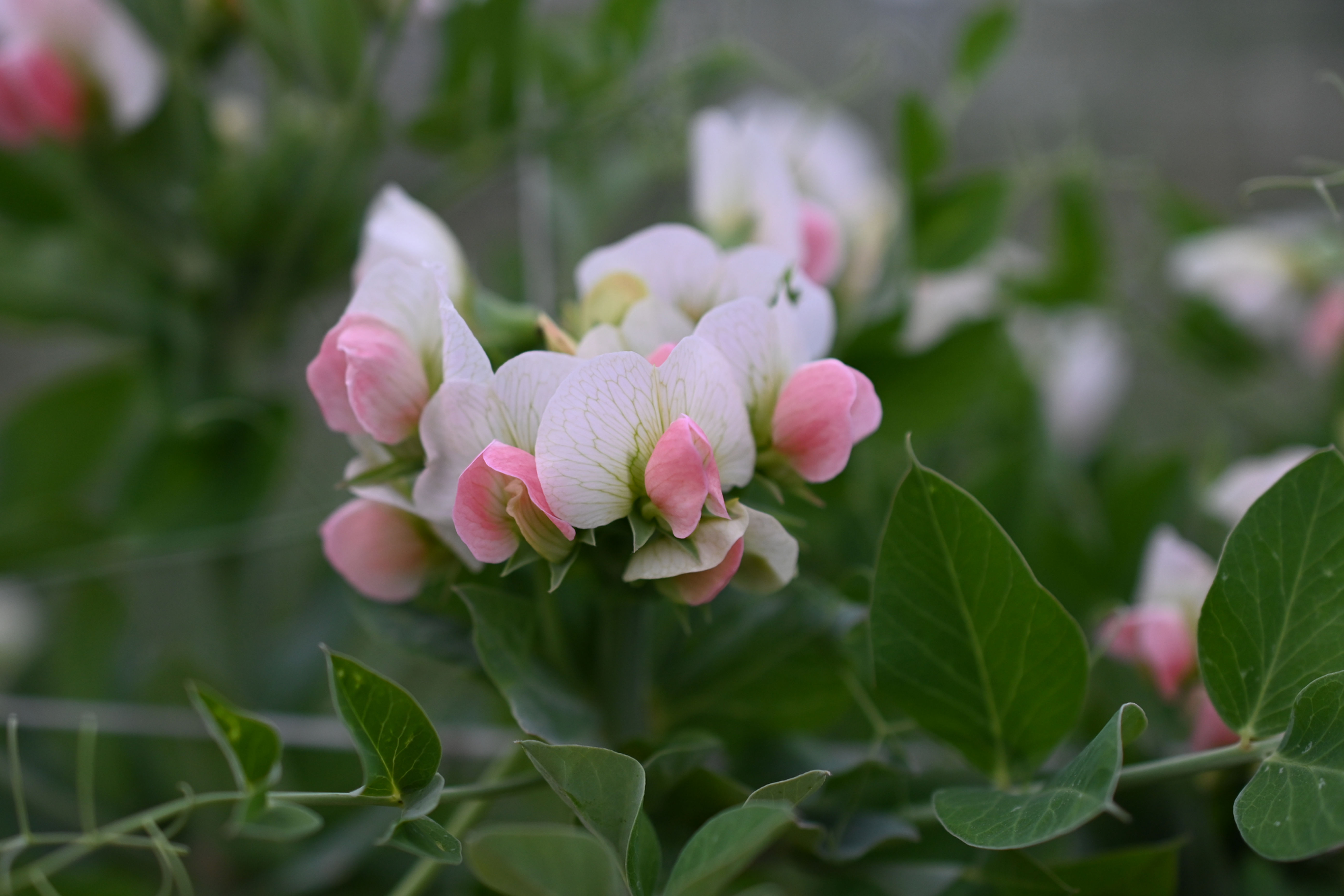 Salmon Flowering Crown Pea