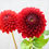 Thumbnail: Irish Spice Dahlia Tuber